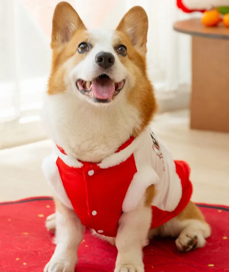 Autumn and winter Corgi New Year Tang suit for small and medium-sized dogs Dachshund two-legged warm cotton coat bench dog pet dog clothes